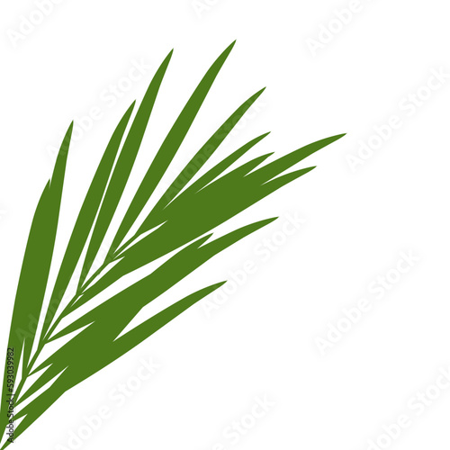 Green palm leaves.aesthetic vacation poster decoration .tropical leaf.coconut leaves.