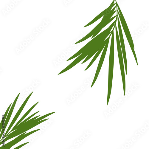 Green palm leaves.aesthetic vacation poster decoration .tropical leaf.coconut leaves.