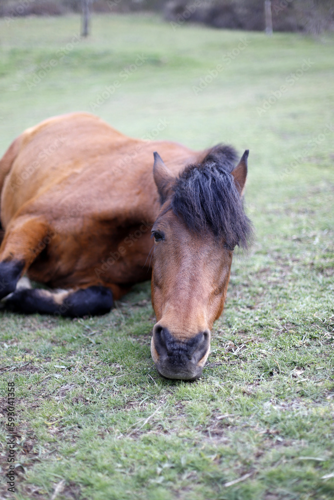 Fototapeta premium caballo en libertad tumbándose en el prado para descansar 