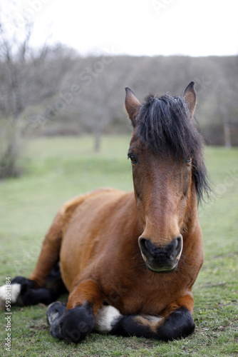 caballo bonito de color marr  n en libertad tumbado en el prado