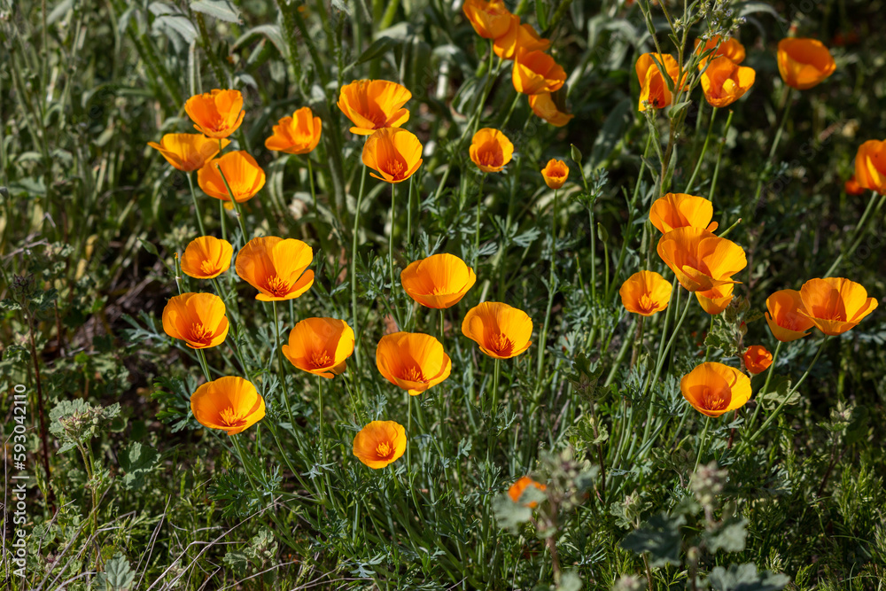 California poppies, Eschscholzia californica ssp mexicana, also known as Mexican gold poppies. A wildflower super bloom in the Sonoran Desert, March of 2023. Flowers in the Arizona desert by Tucson. California poppies, Eschscholzia californica ssp mexicana, also known as Mexican gold poppies. A wildflower super bloom in the Sonoran Desert, March of 2023. Flowers in the Arizona desert by Tucson.
