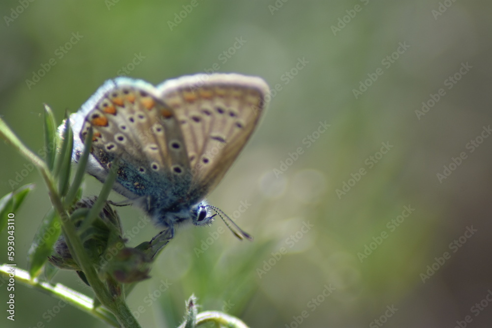 Common blue butterfly (Polyommatus icarus) Common blue butterfly (Polyommatus icarus)