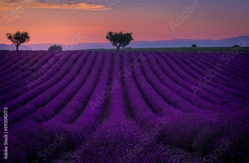 Scenic shot of the lavander field at sunset © Roger Orpinell/Wirestock Creators
