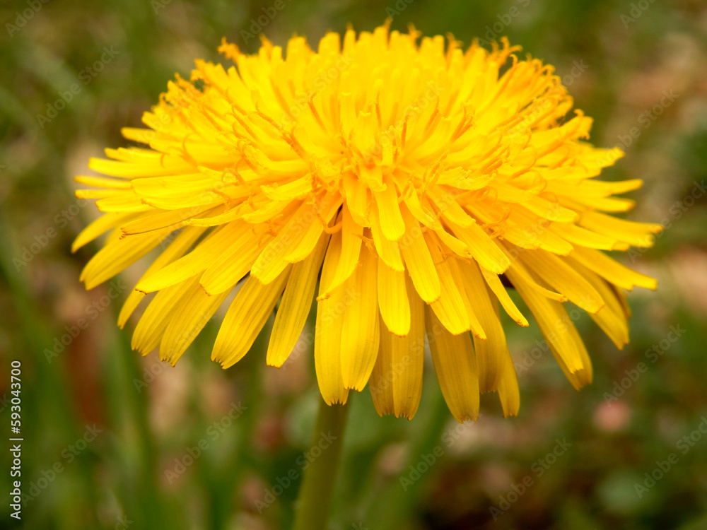 Close up of a vibrant yellow dandelion head
Close up of a vibrant yellow dandelion head
