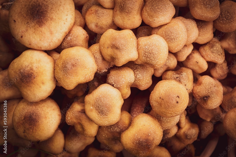Fototapeta premium Group of Armillaria mellea edible wild mushrooms in closeup