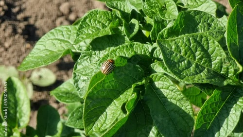 Colorado potato beetle on potato plant. Colorado potato beetle on potato leaf. photo