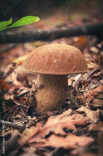 Vertical closeup of a boletus edulis mushroom on the ground in the forest