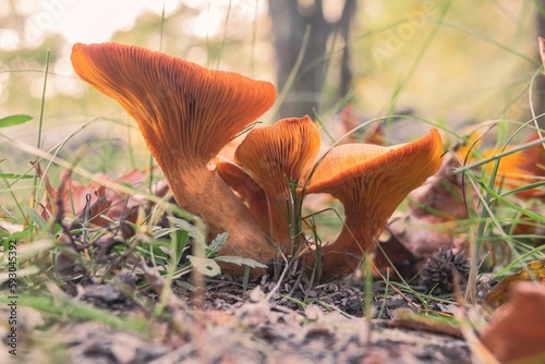 Omphalotus olearius mushrooms growing in the forest