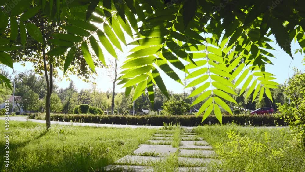 Closeup of tree leaves fluttering in the wind