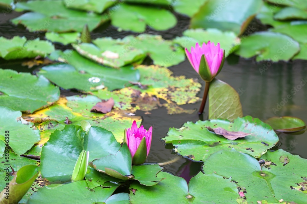 Closeup shot of pink water lilies and their green leaves on the surface of a pond Closeup shot of pink water lilies and their green leaves on the surface of a pond