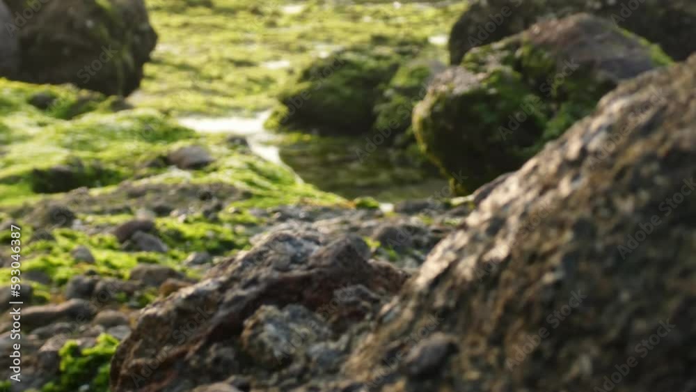 Refocusing on dark rock in front, stunning green algae in background, 4k ultra hd resolution Refocusing on dark rock in front, stunning green algae in background, 4k ultra hd resolution