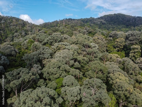 Aerial shot of a rainforest of green Scalesia trees under the blue sky and clouds photo