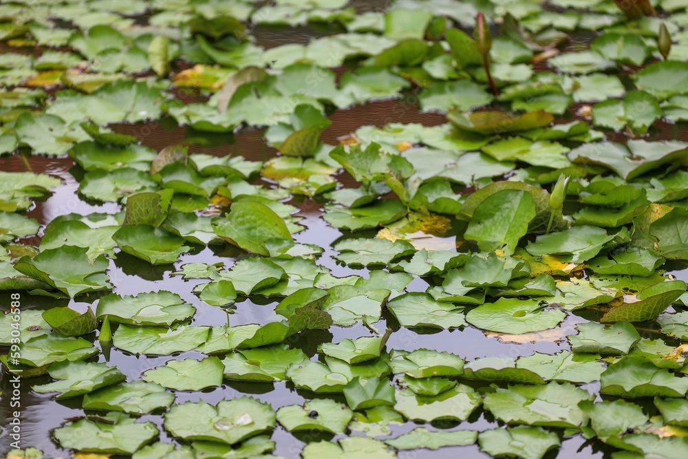Closeup of Lily flower leaves growing in a pond Closeup of Lily flower leaves growing in a pond