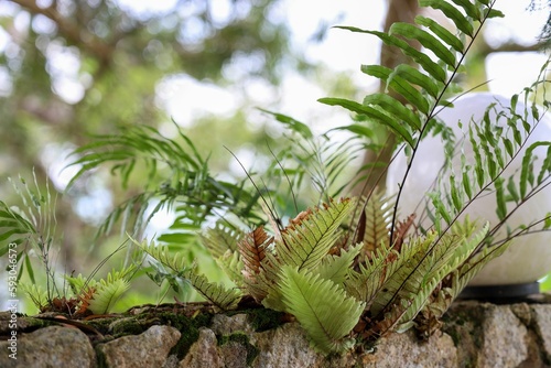Closeup of green fern leaves on a mossy stone in a park