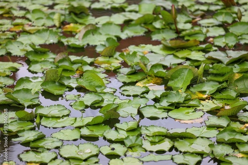 Closeup of Lily flower leaves growing in a pond