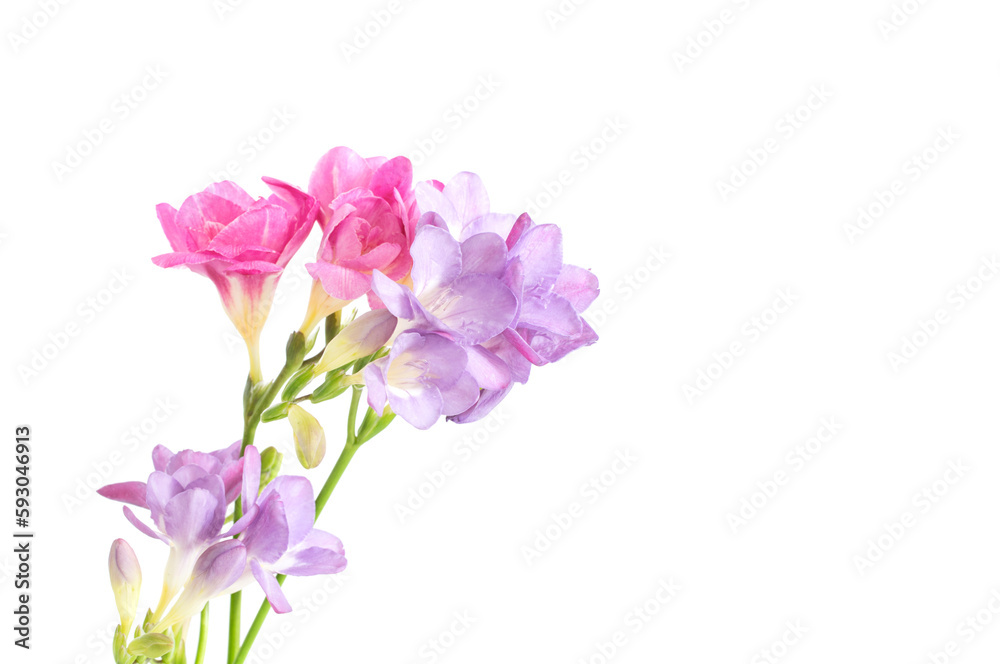Fototapeta premium freesia flowers isolated on white background