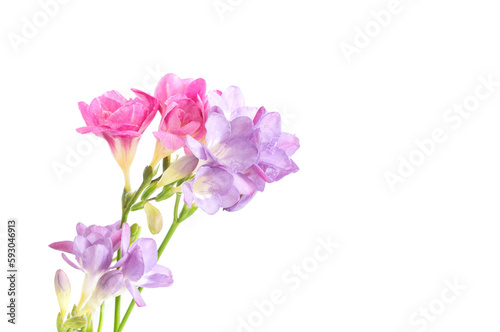 freesia flowers isolated on white background