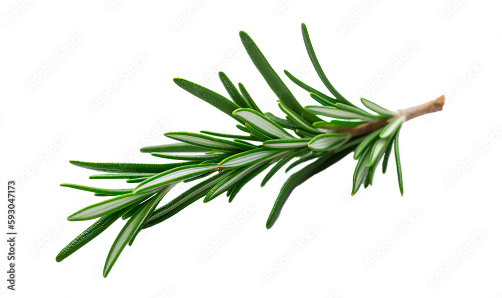 Fresh rosemary herb leaves are isolated on a transparent background. Generative AI