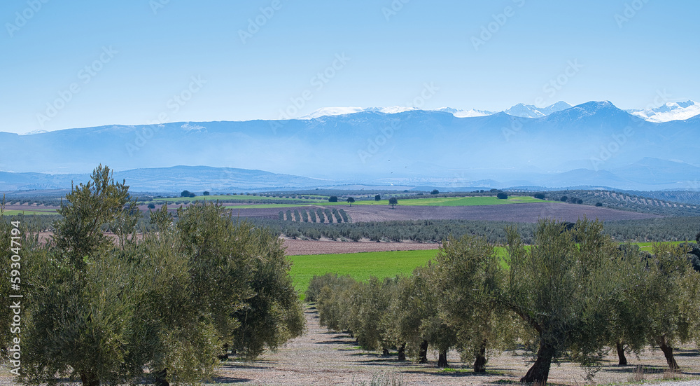 Obraz premium Andalusian agricultural landscape: large areas of cereal crops, olive trees and almond trees between hills and mountains
