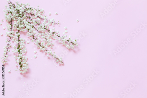 white spring flowers on pink background