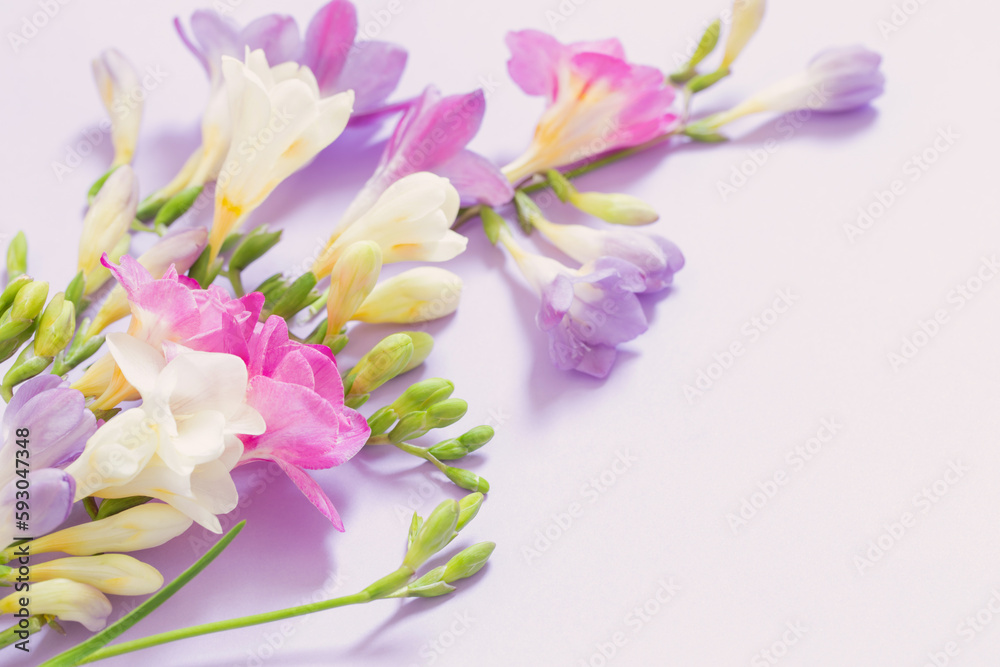 Fototapeta premium pink, white and purple flowers on white background