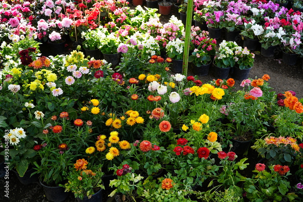 Garden with variety of colorful flowers