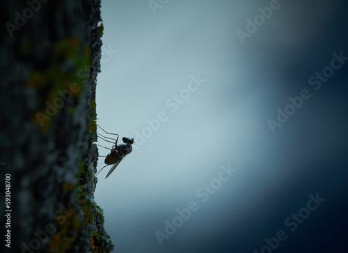 Long legged fly (Dolochopodidae) photo