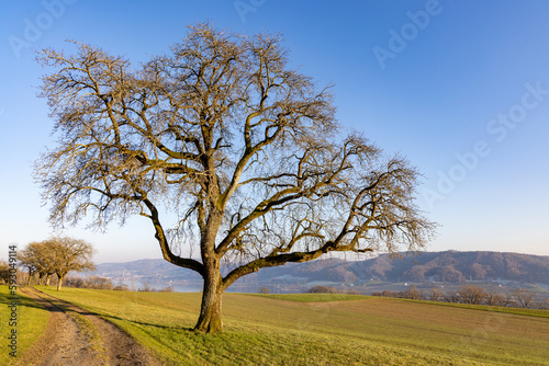 A large leafless tree near a path on a hill in sunlight
