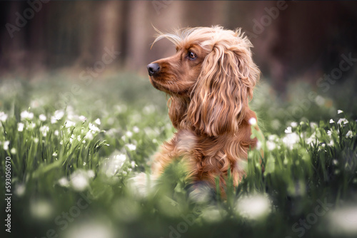 Cocker Spaniel im Wald