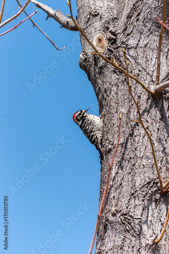 Nuttall's Woodpecker (Dryobates nuttallii) photo