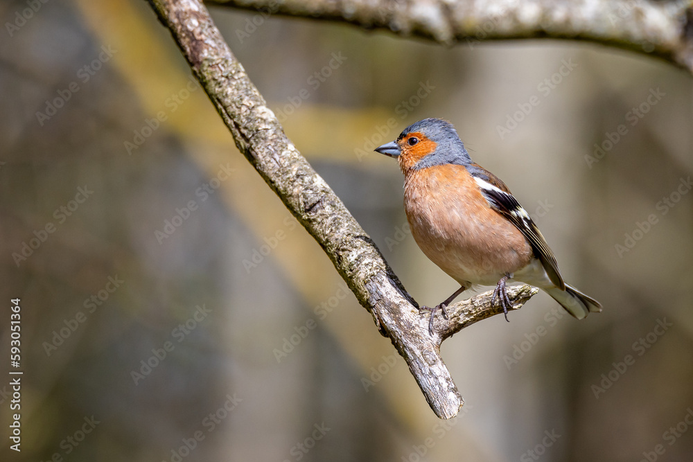 Close up of a male Chaffinch perched on branch with great bokah - side view