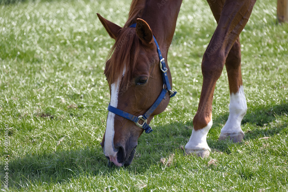 muscular brown red horse head with blue bridle photographed sideways front left eating grass on green spring meadow. Day without people 8k resolution. muscular brown red horse head with blue bridle photographed sideways front left eating grass on green spring meadow. Day without people 8k resolution.