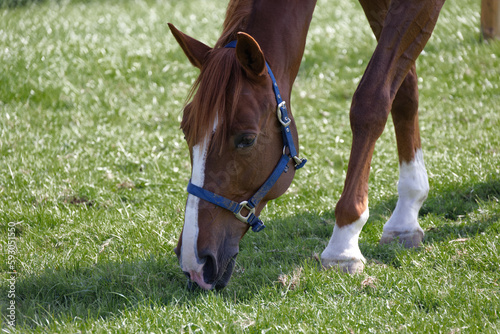 muscular brown red horse head with blue bridle photographed sideways front left eating grass on green spring meadow. Day without people 8k resolution.