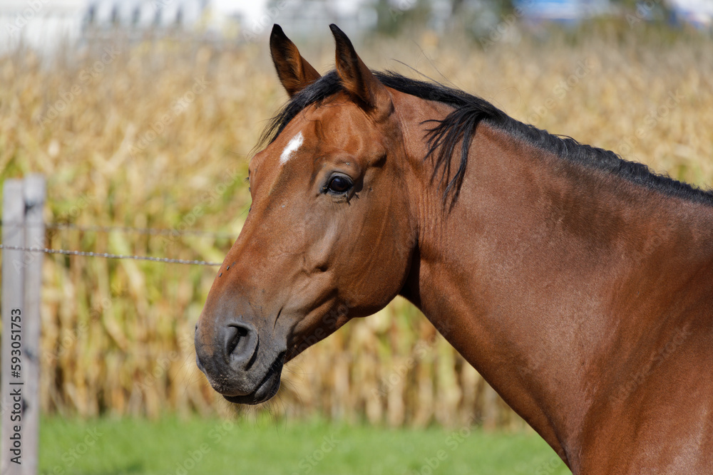 brown-red horse head with muscular neck photographed sideways in front of cornfield and green meadow. sunshine during the day. without people. brown-red horse head with muscular neck photographed sideways in front of cornfield and green meadow. sunshine during the day. without people.