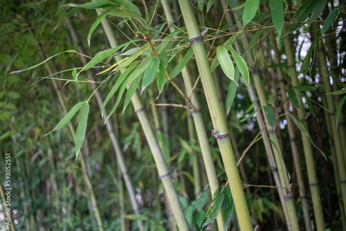 nature green bamboo grove background