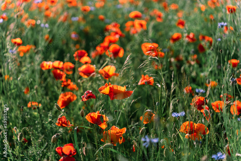 Poppy field in the midst of flowering in early summer in sunlight. Poppy or Papaver or common poppy or corn poppy