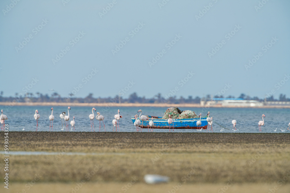 Flamingo on the island of Djerba - Tunisia Flamingo on the island of Djerba - Tunisia