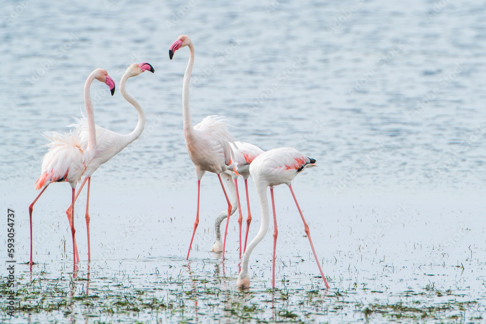 Flamingo on the island of Djerba - Tunisia