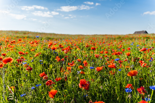 Meadow of flowering red field poppies in early summer