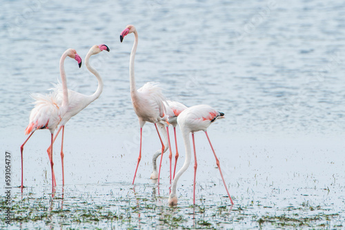 Flamingo on the island of Djerba - Tunisia