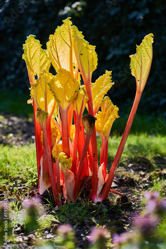 Forced rhubarb ready for cutting