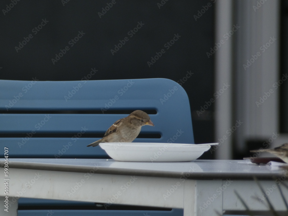 bird, sparrow, nature, animal, wildlife, brown, wild, beak, chaffinch, feather, feathers, branch, small, finch, garden, house sparrow, wing, sitting bird, sparrow, nature, animal, wildlife, brown, wild, beak, chaffinch, feather, feathers, branch, small, finch, garden, house sparrow, wing, sitting