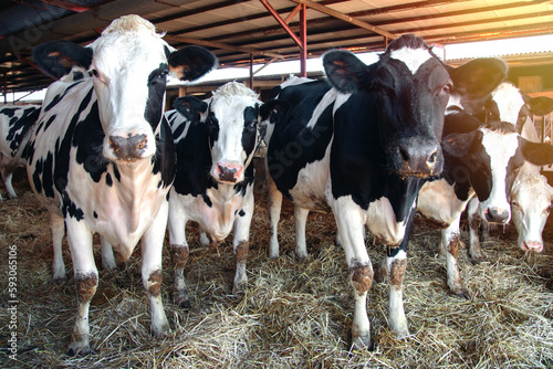 several dairy cows in a barn