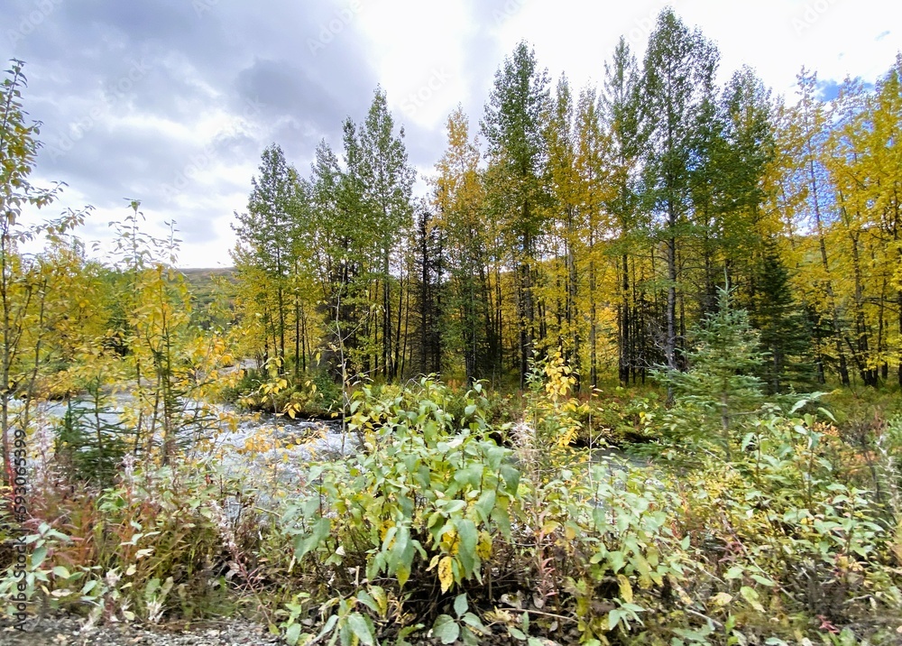 Fototapeta premium Landscape of trees and shrubs in Autumn colors of nature near Anchorage, Alaska