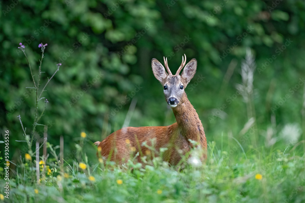 Chevreuil (Capreolus capreolus) jeune brocard en été. Alpes. France Chevreuil (Capreolus capreolus) jeune brocard en été. Alpes. France
