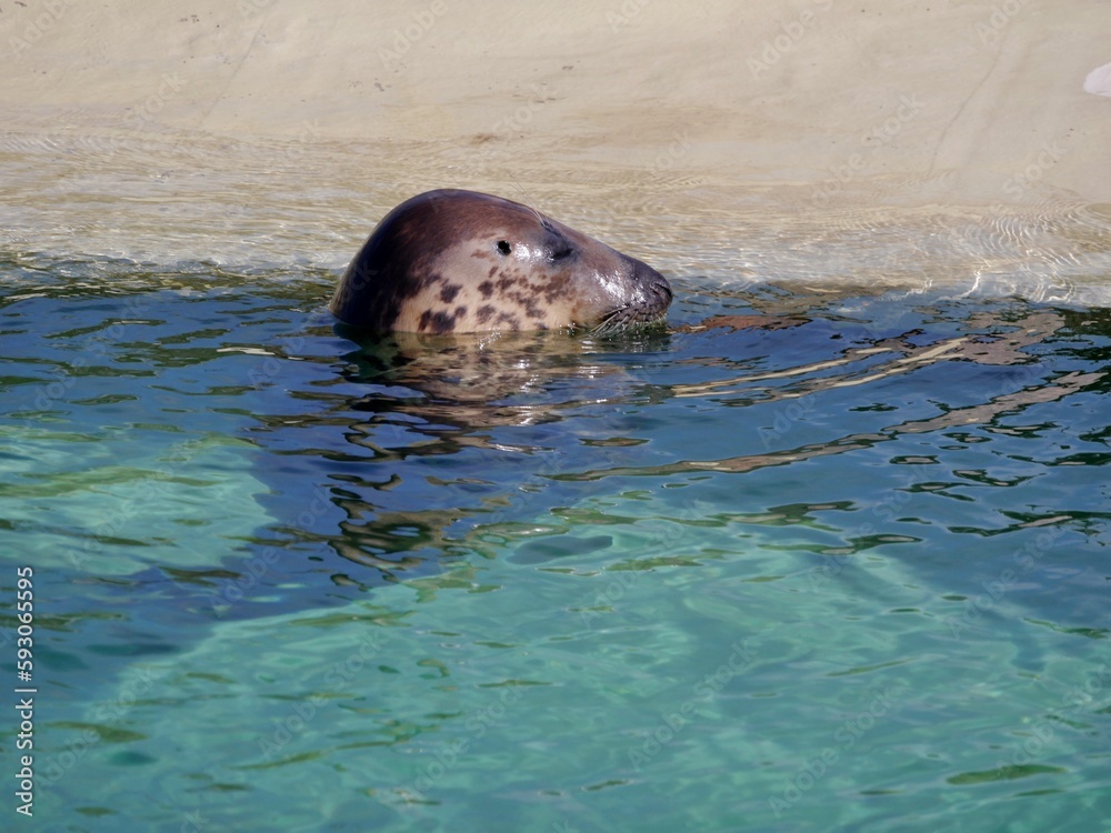Obraz premium Seehund im Wasserbecken in Friedrichskoog