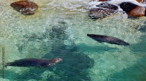 Seehunde schwimmen im Wasserbecken