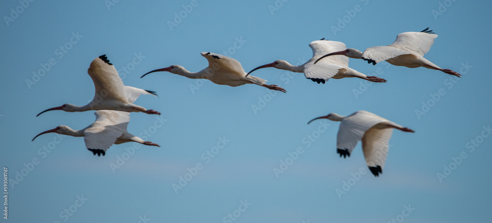 Obraz premium Nature's Patterns: A flock of American White Ibis streak across a clear blue sky in Saint Marys, Georgia.