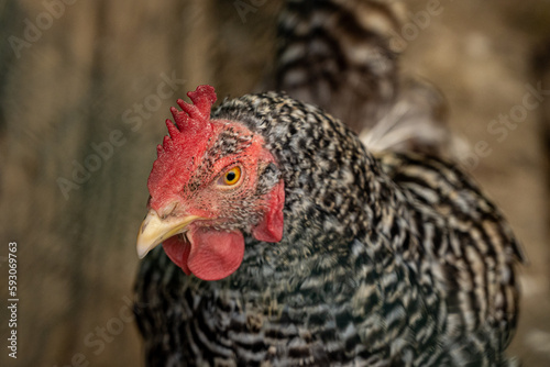 close up of a hen