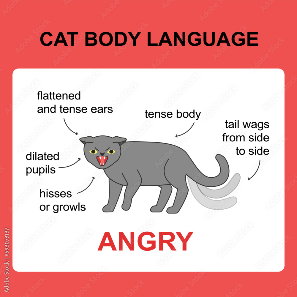 Cat body language behavior angry signals. Card with information for veterinarian or education ready for print Cat body language behavior angry signals. Card with information for veterinarian or education ready for print